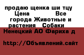 продаю щенка ши-тцу › Цена ­ 10 000 - Все города Животные и растения » Собаки   . Ненецкий АО,Фариха д.